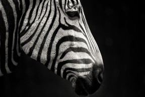 爱游戏体育官网-今年联盟三分球命中率排名靠前的队伍都有哪些？，2021nba三分球命中率