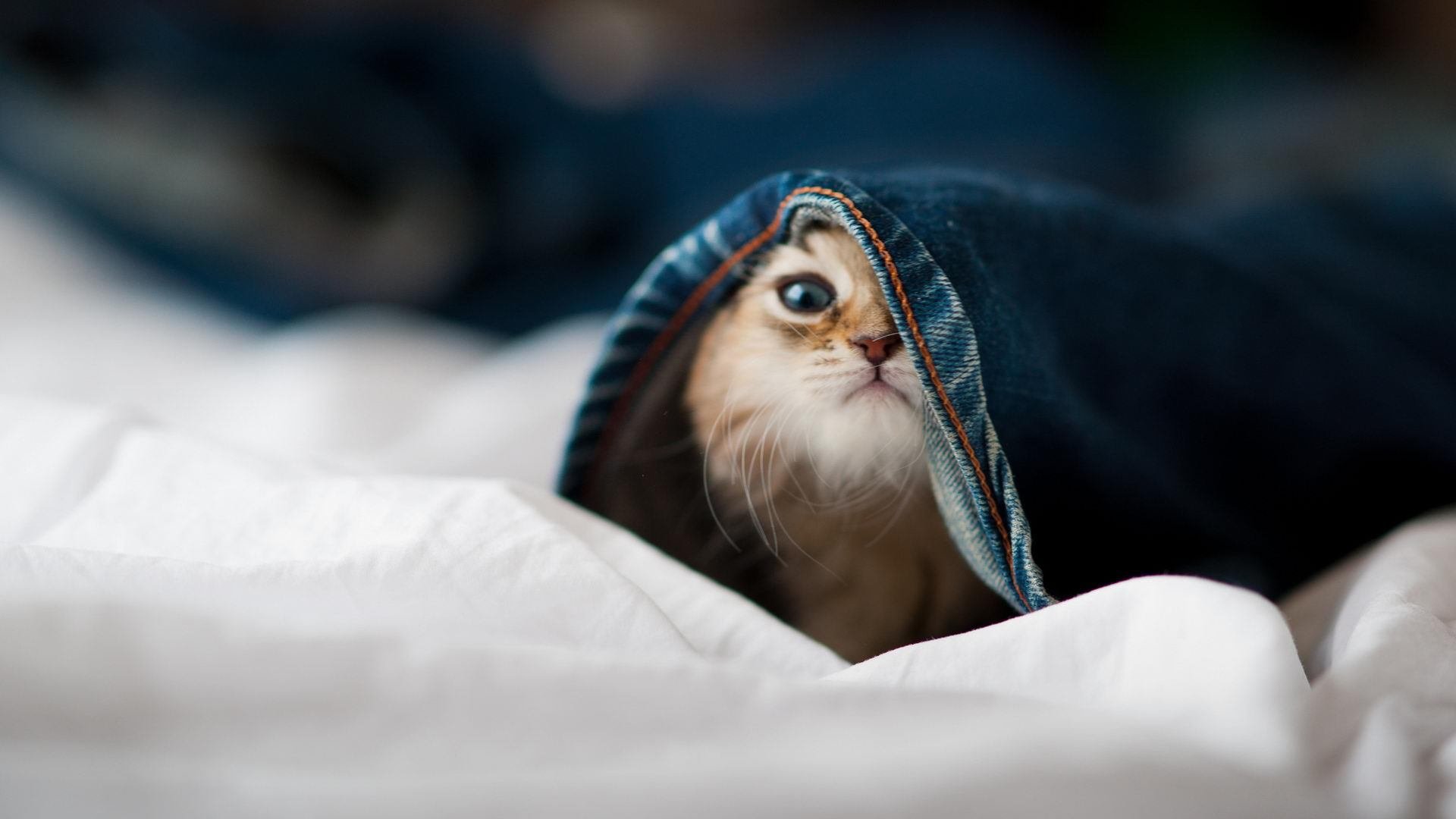 切尔西欧冠四强之路开启，击败劲敌，切尔西欧冠冠军时不时来群里看看