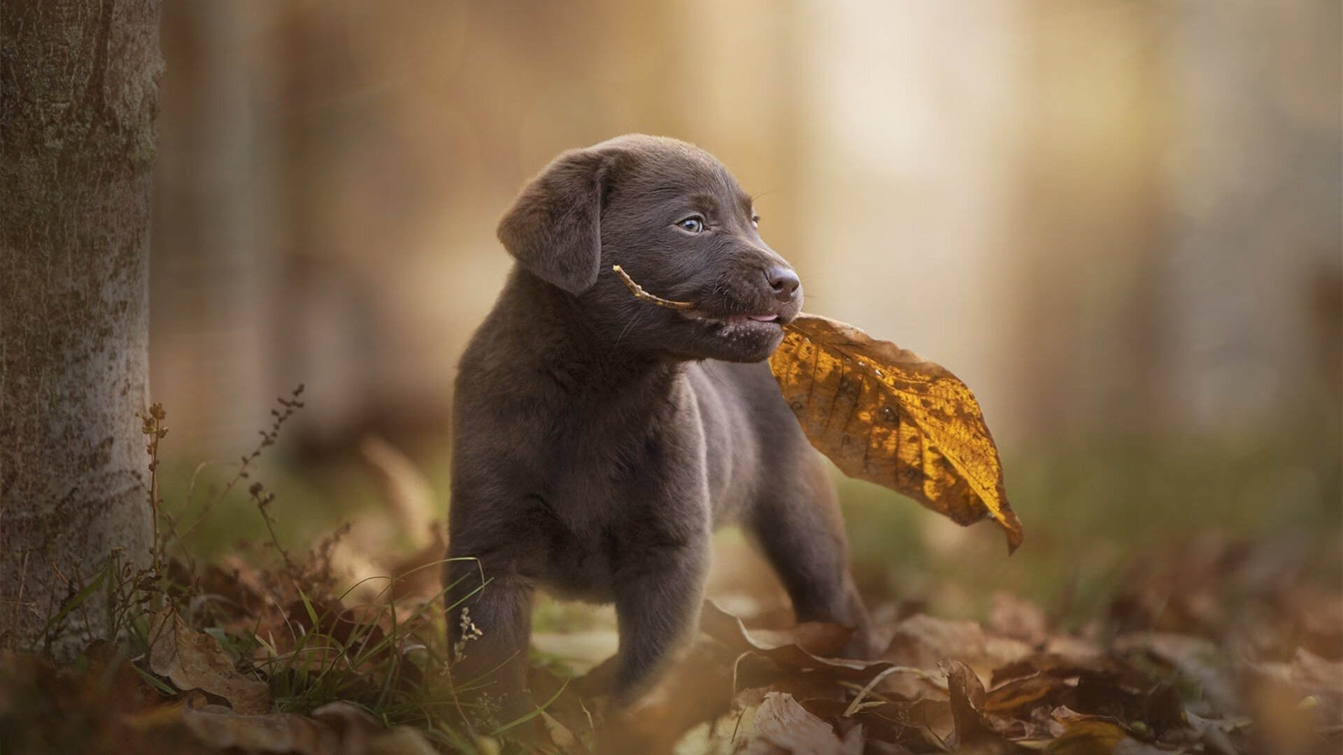 切尔西欧冠四强之路开启，击败劲敌，切尔西欧冠冠军时不时来群里看看